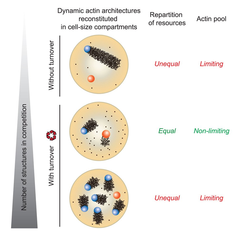 graphical summary - how actin architectures developed with or without protein turnover