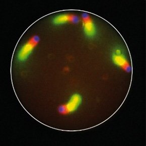 Beads in cell-sized closed microwells which, in the presence of actin, are able to grow actin architecture on their tails